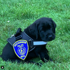 Officer Beko Police Dog