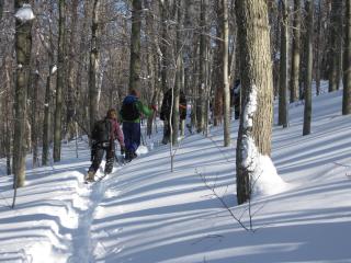 snowshoeing photo in the woods